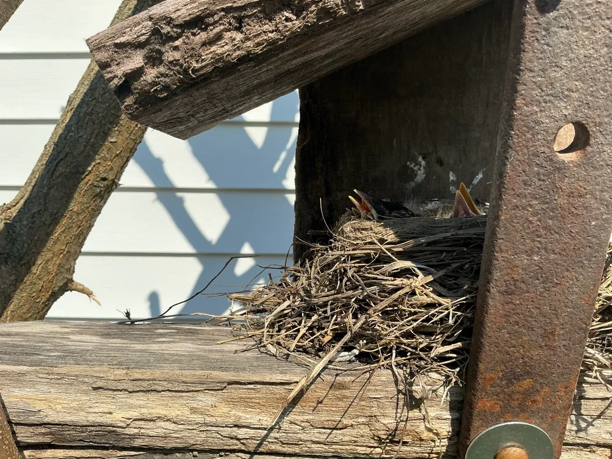 Dream Big for Birds photo 10