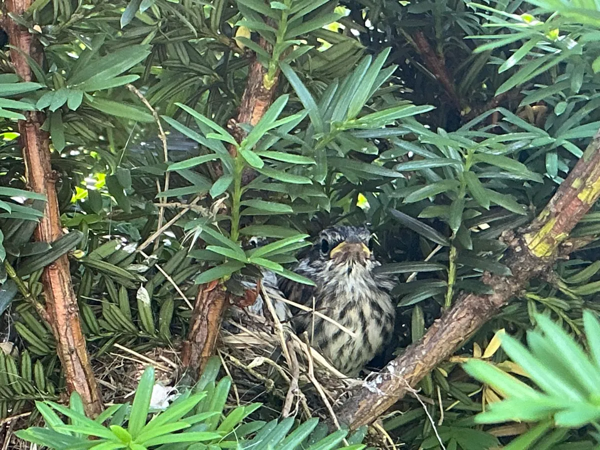 Dream Big for Birds photo 24