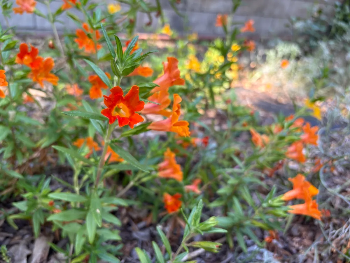 Highland Park Native Garden Habitat photo 3