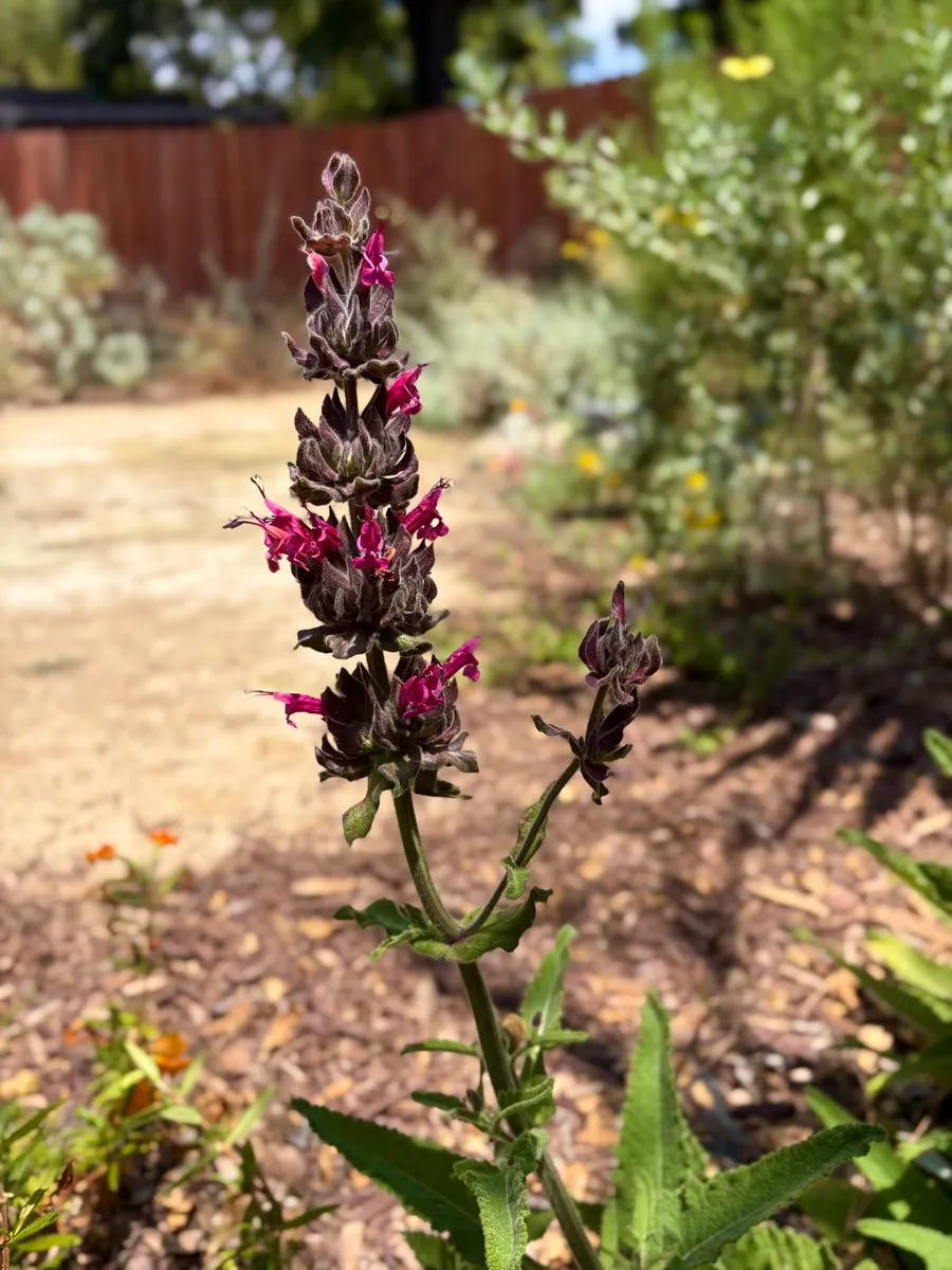 Highland Park Native Garden Habitat photo 11