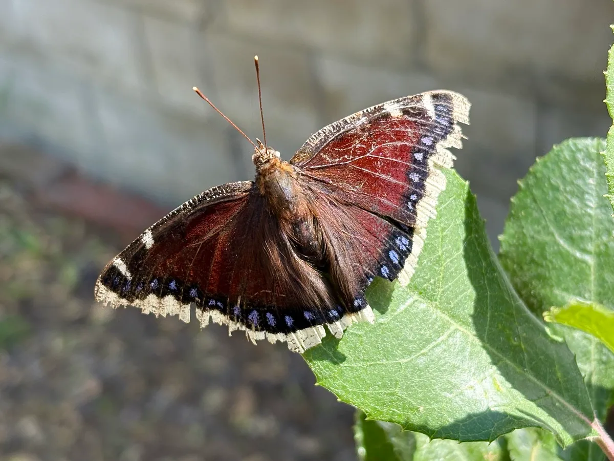 Highland Park Native Garden Habitat photo 5
