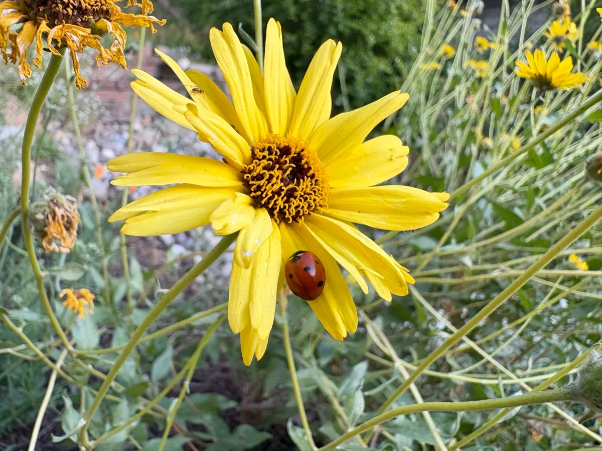 Highland Park Native Garden Habitat photo 4