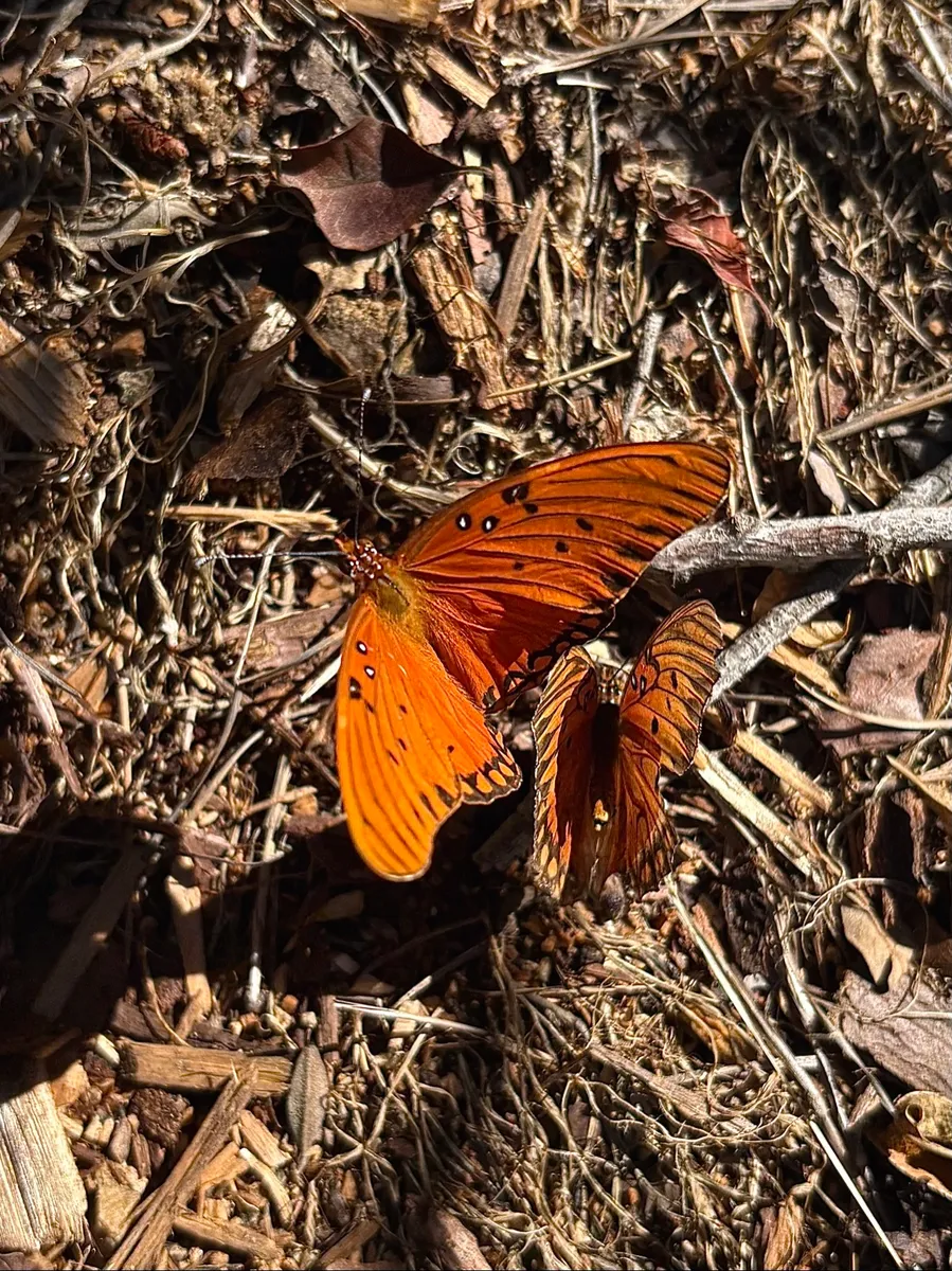 Highland Park Native Garden Habitat photo 8