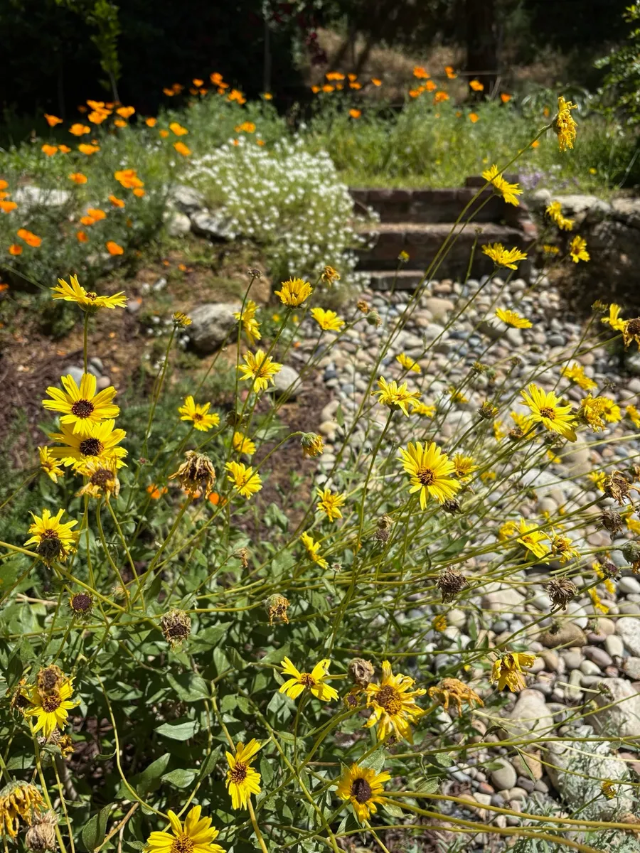 Highland Park Native Garden Habitat photo 9