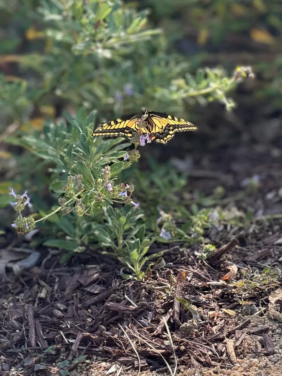 Highland Park Native Garden Habitat photo 2