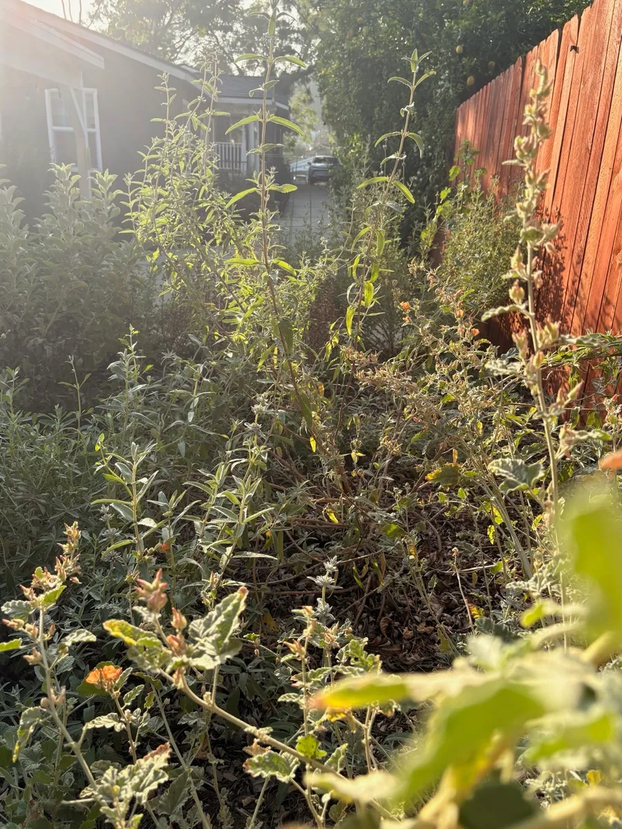 Highland Park Native Garden Habitat photo 12