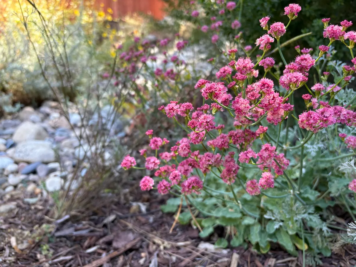 Highland Park Native Garden Habitat photo 5
