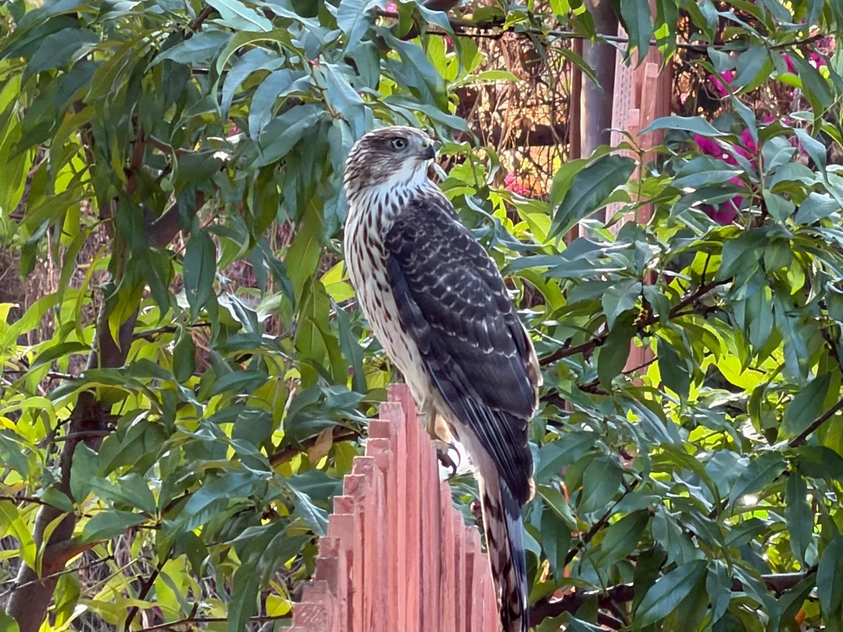 Highland Park Native Garden Habitat photo 15