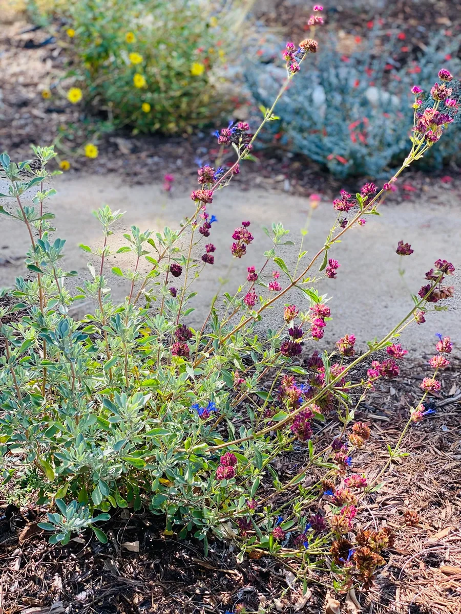 Highland Park Native Garden Habitat photo 2
