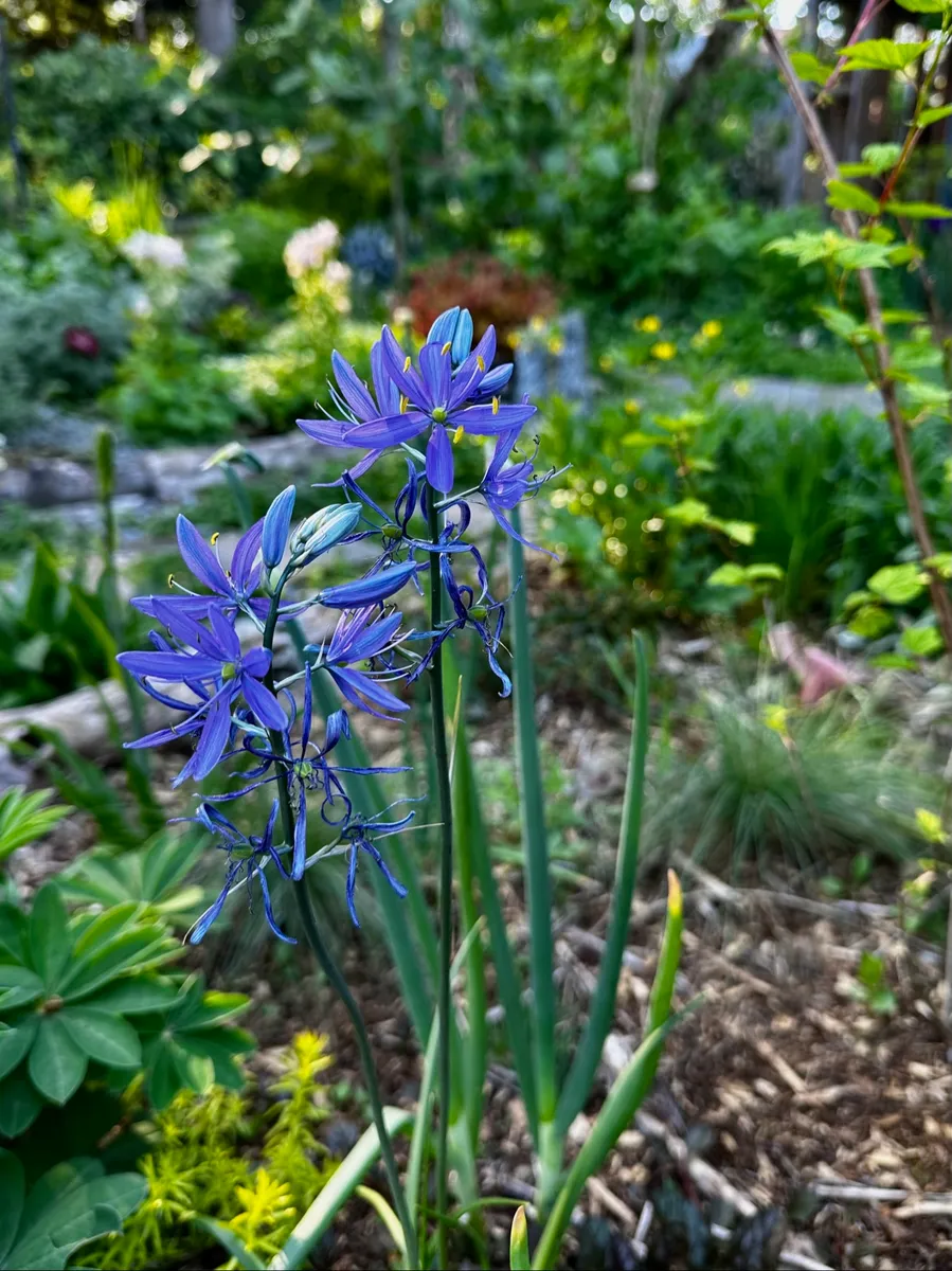 Crow’s Garden photo 3