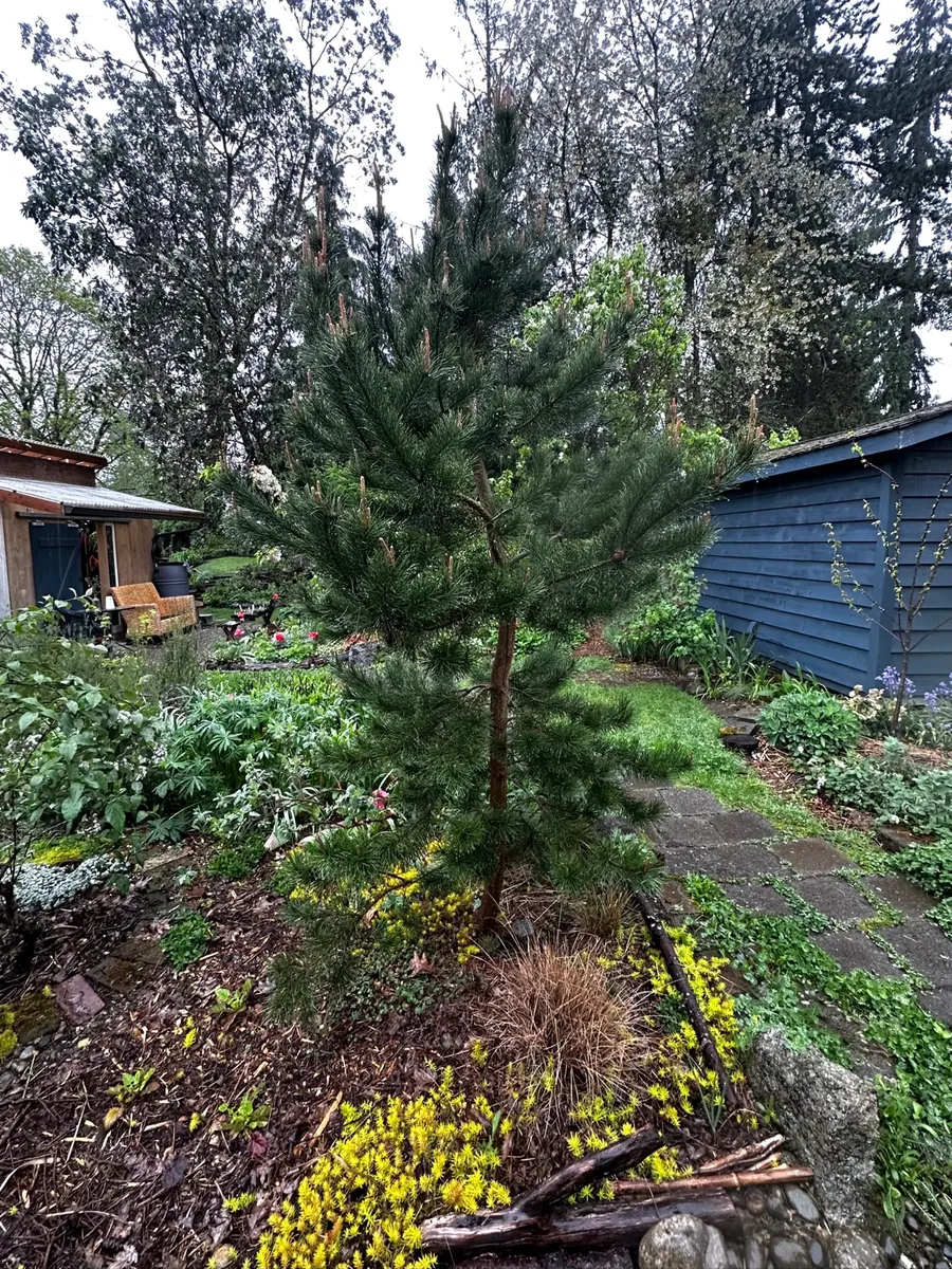 Crow’s Garden photo 4