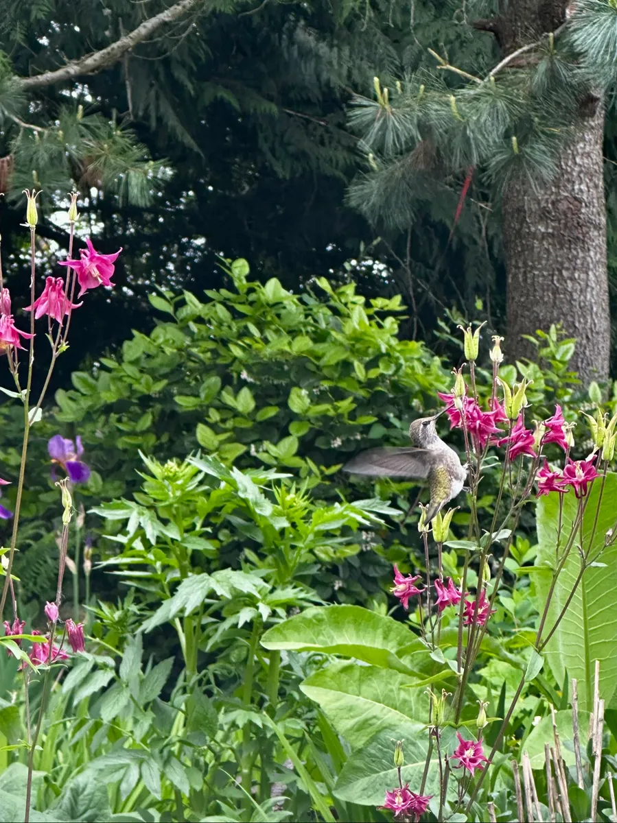 Crow’s Garden photo 17