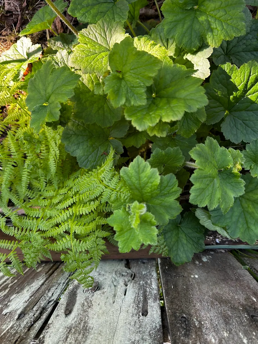 Crow’s Garden photo 8