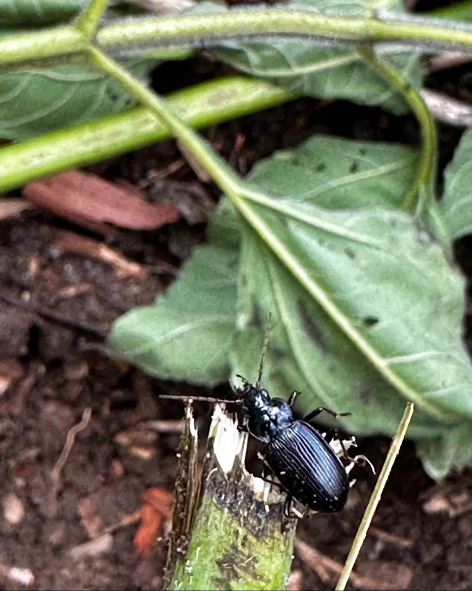 Crow’s Garden photo 13