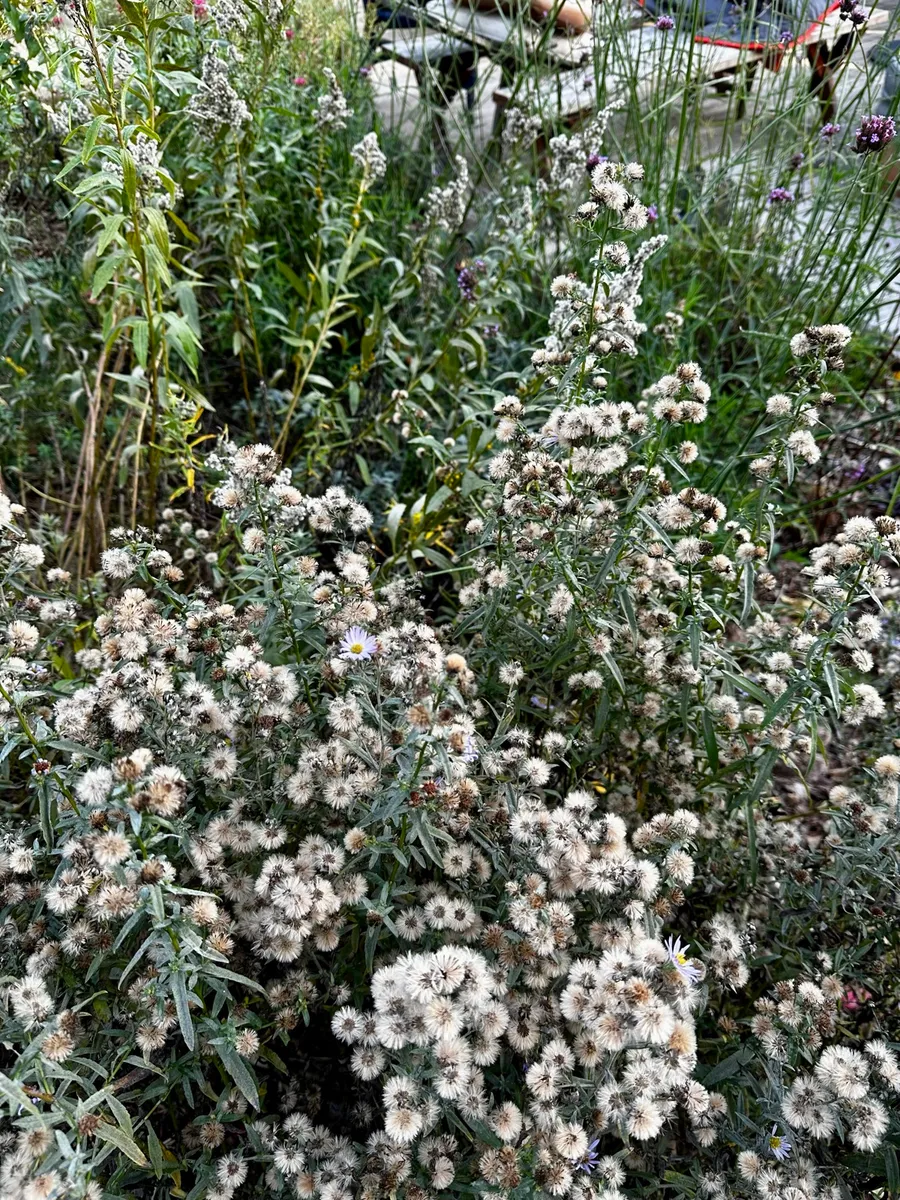 Crow’s Garden photo 14