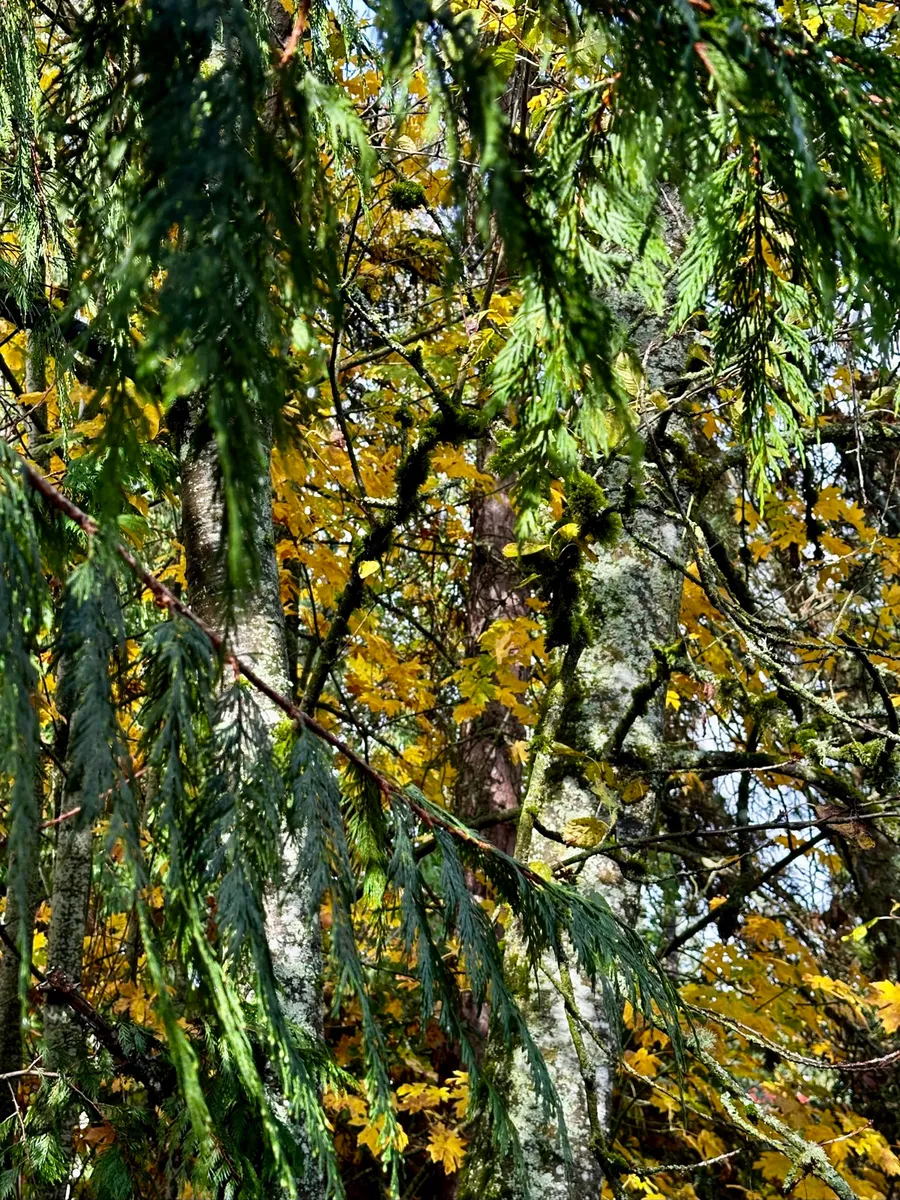 Crow’s Garden photo 16