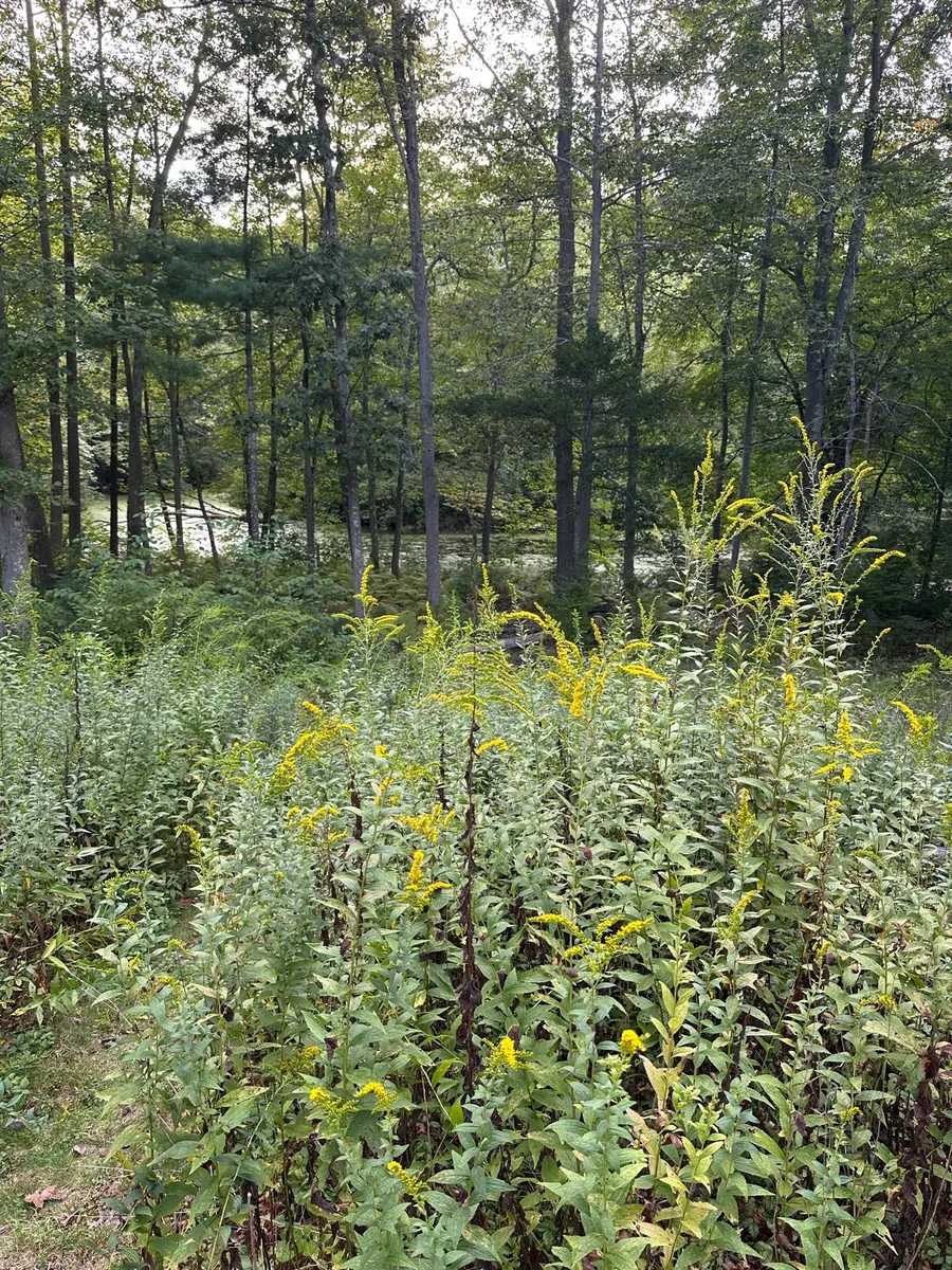Quaker Hill photo 5