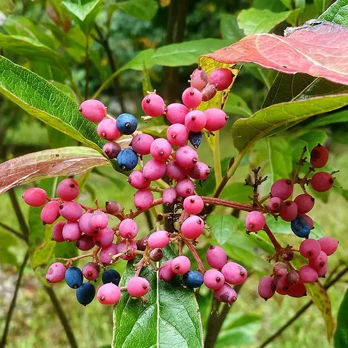Hortus Arboretum & Botanical Gardens photo 5