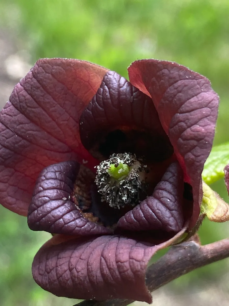 Hortus Arboretum & Botanical Gardens photo 3