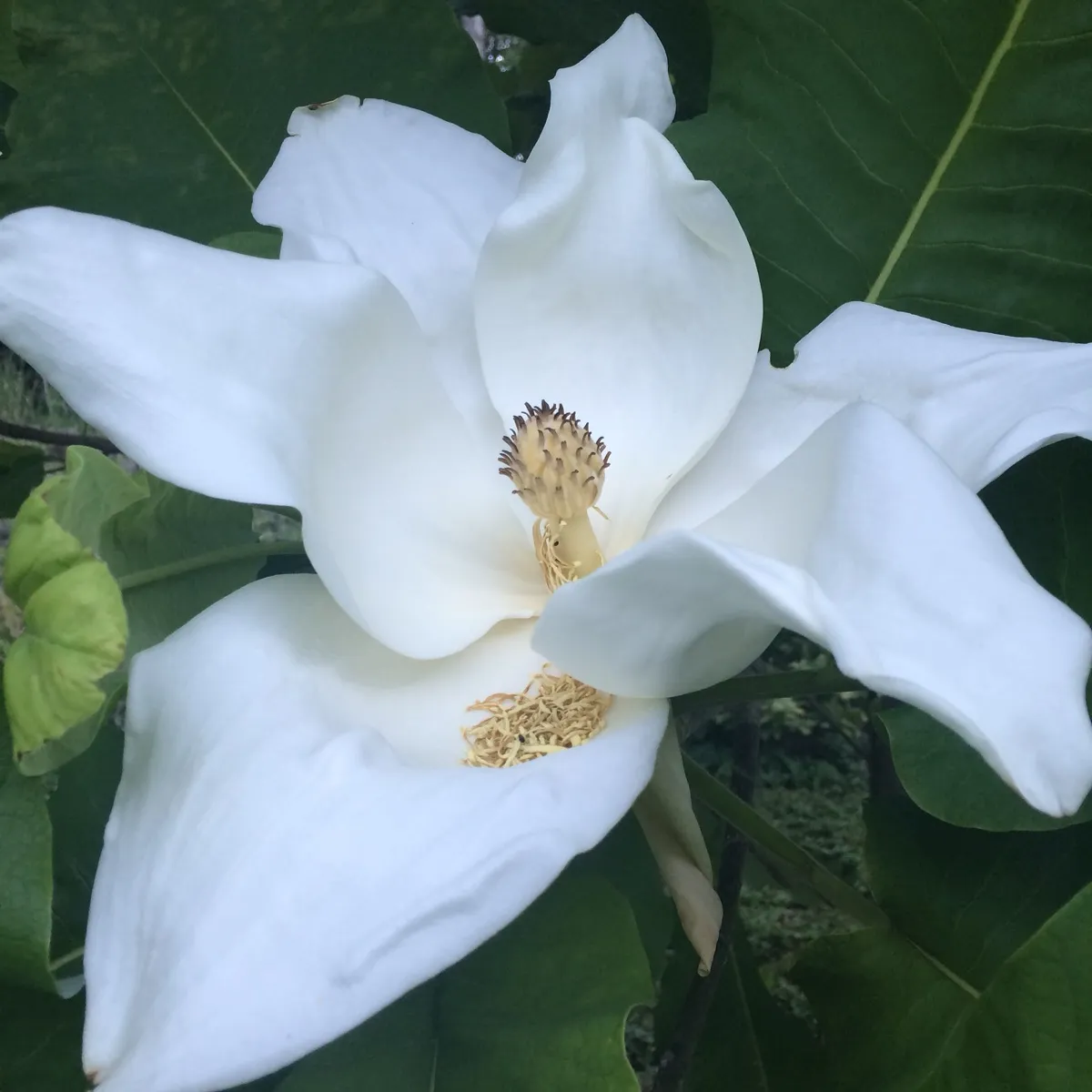 Hortus Arboretum & Botanical Gardens photo 2