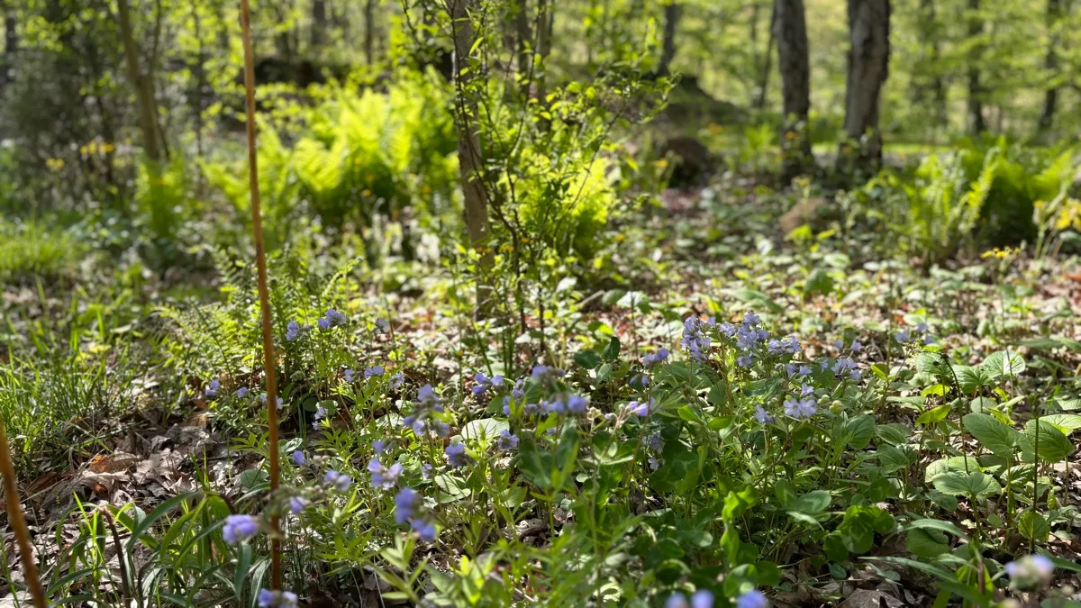 PLANitWILD Sanctuary photo 8