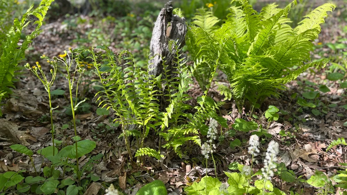 PLANitWILD Sanctuary photo 12