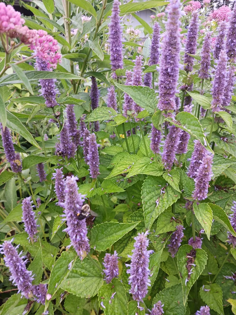 Oasis photo 11