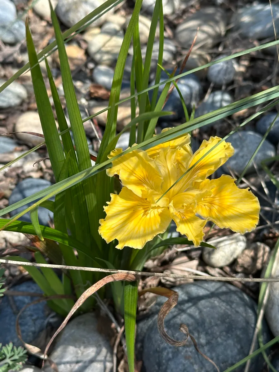 Fox Meadow photo 8