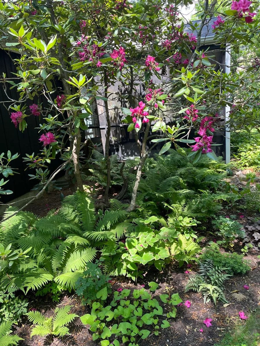 Springs Wooded 1/2 Acre photo 3