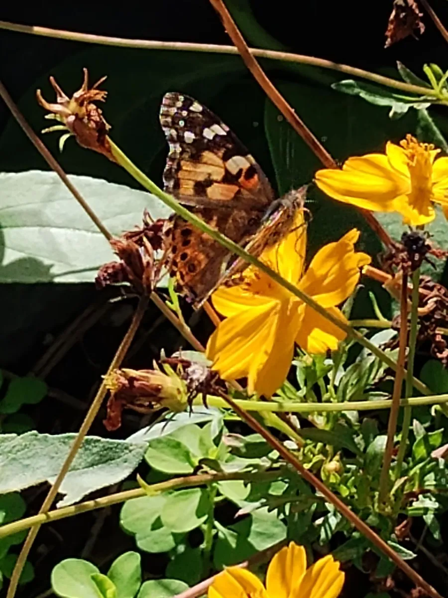 DesertsRWild photo 1