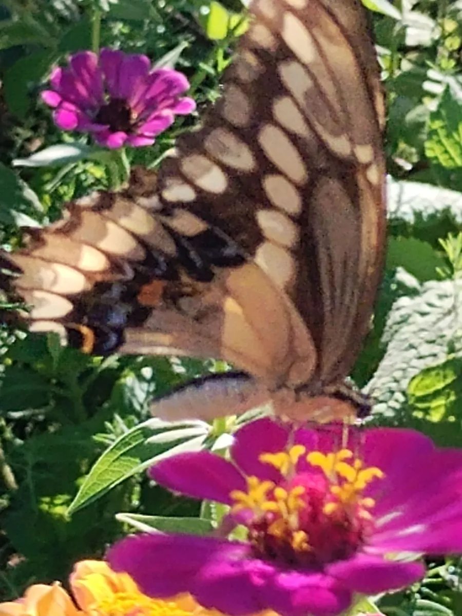 DesertsRWild photo 3