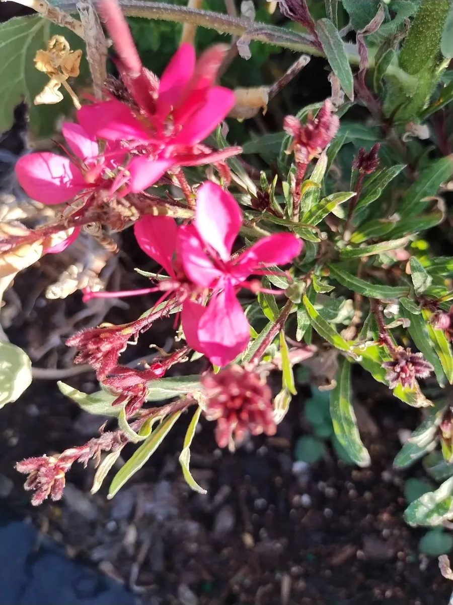 DesertsRWild photo 7