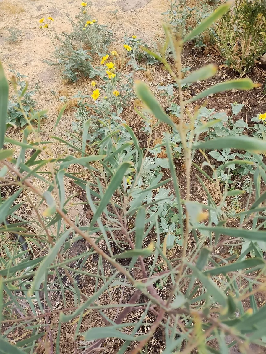 DesertsRWild photo 9