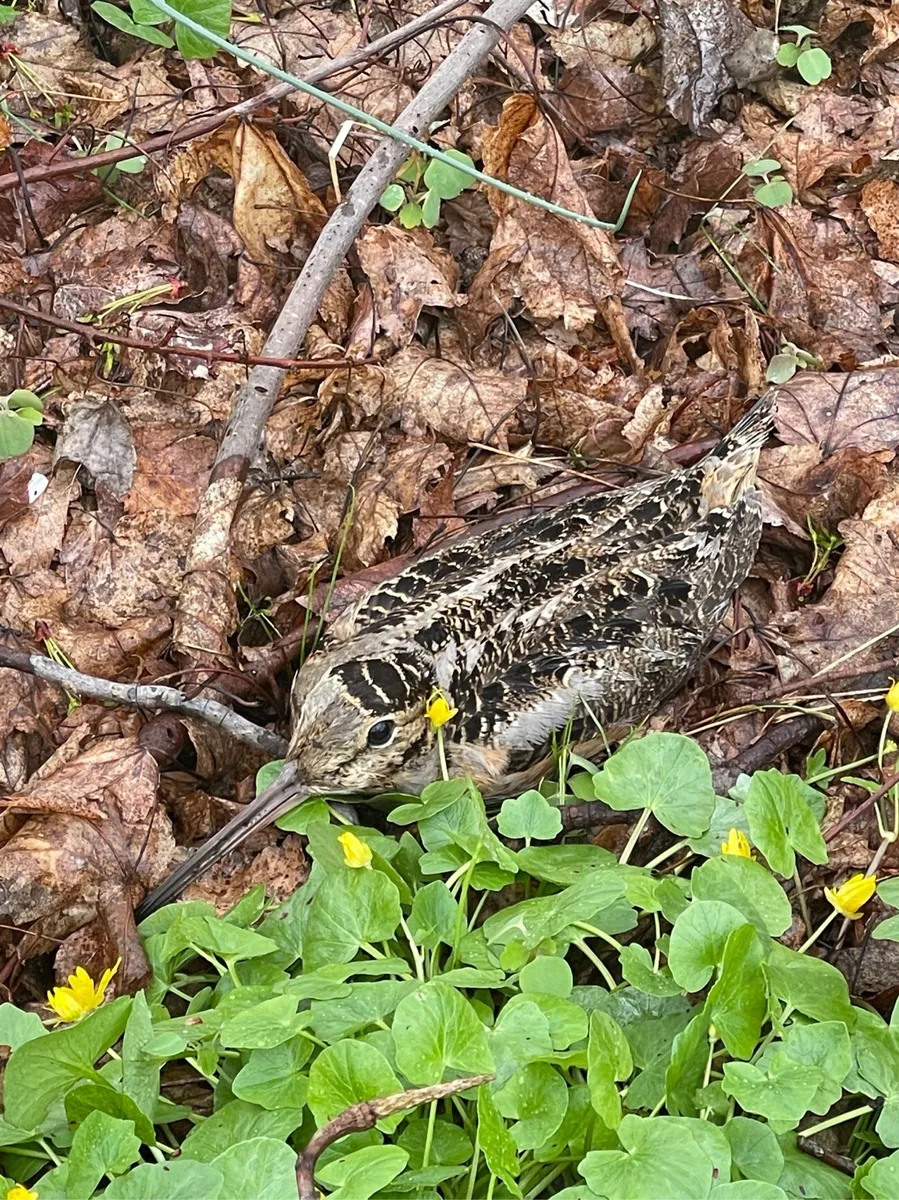 Bedford Nature Preserve photo 2