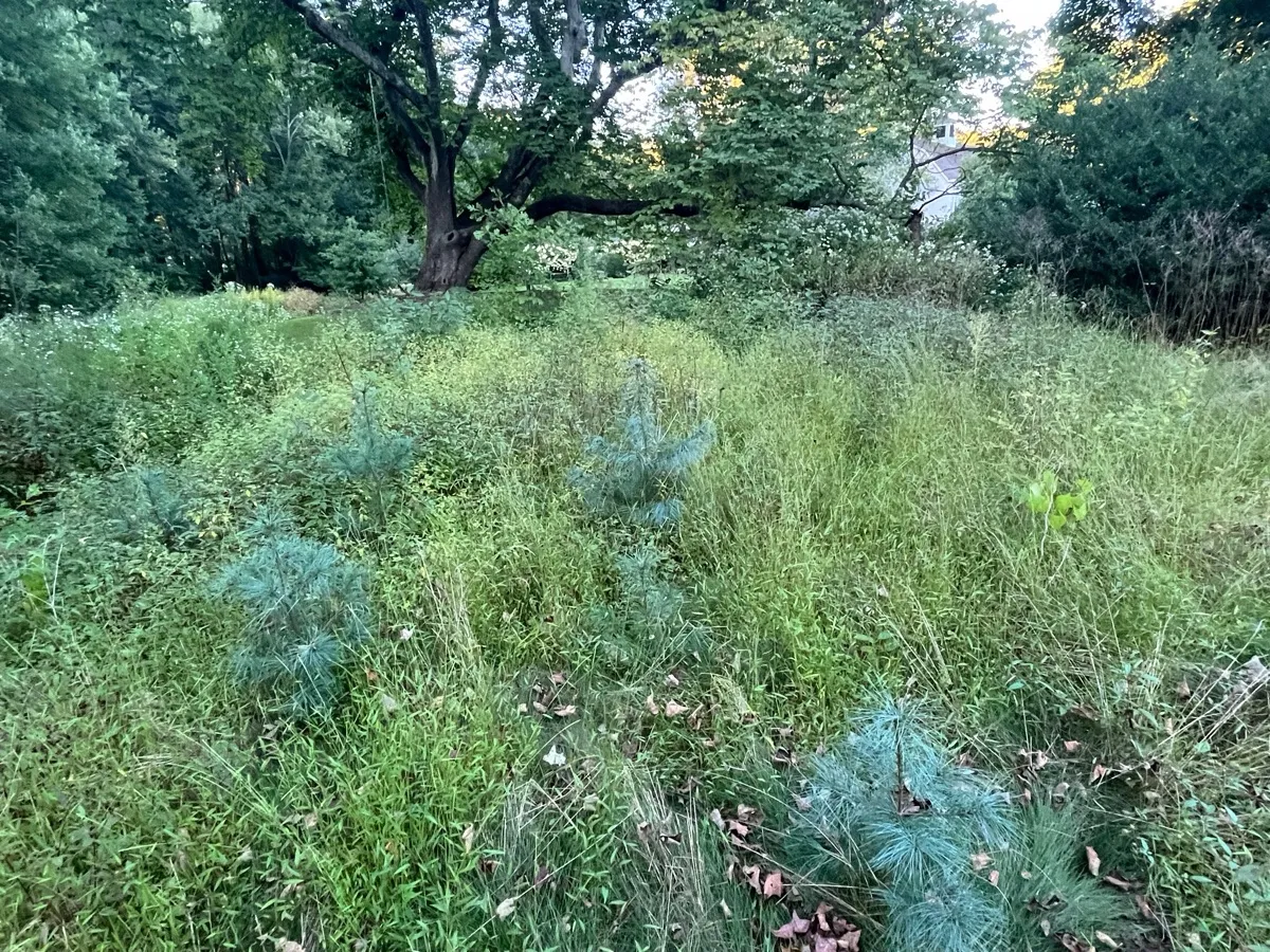Bedford Nature Preserve photo 4