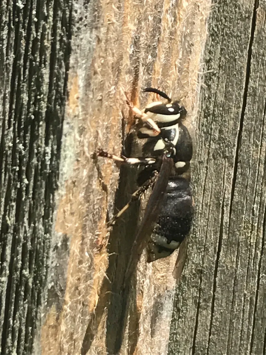 Bedford Nature Preserve photo 8