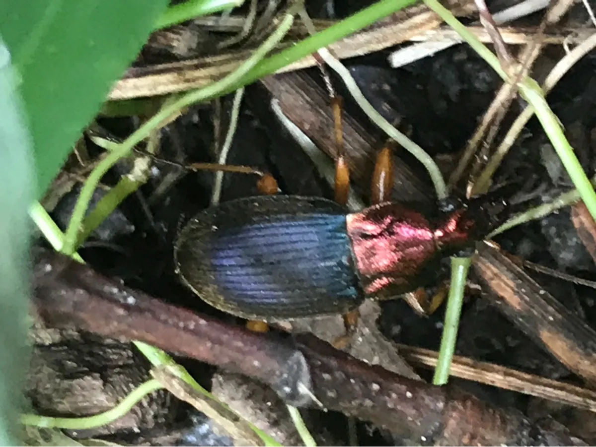 Bedford Nature Preserve photo 9