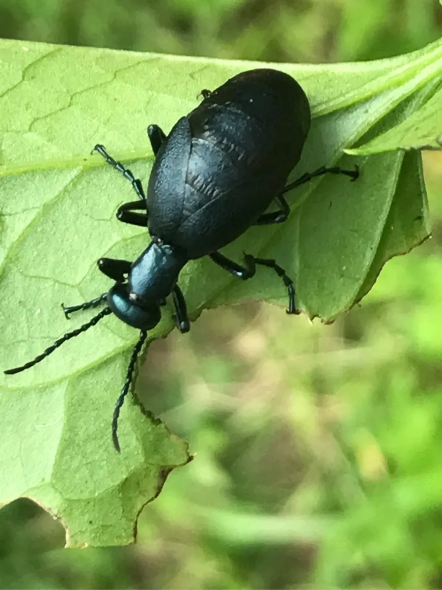 Bedford Nature Preserve photo 11