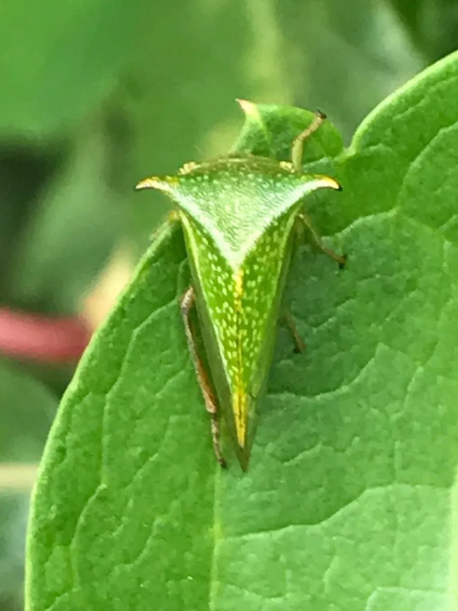 Bedford Nature Preserve photo 16
